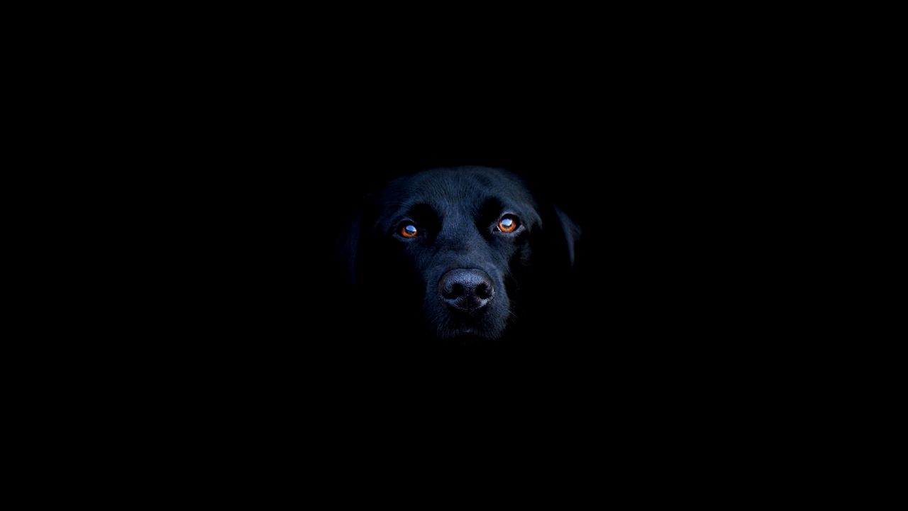 Wallpaper dogs, shadow, black, eyes, face, nose