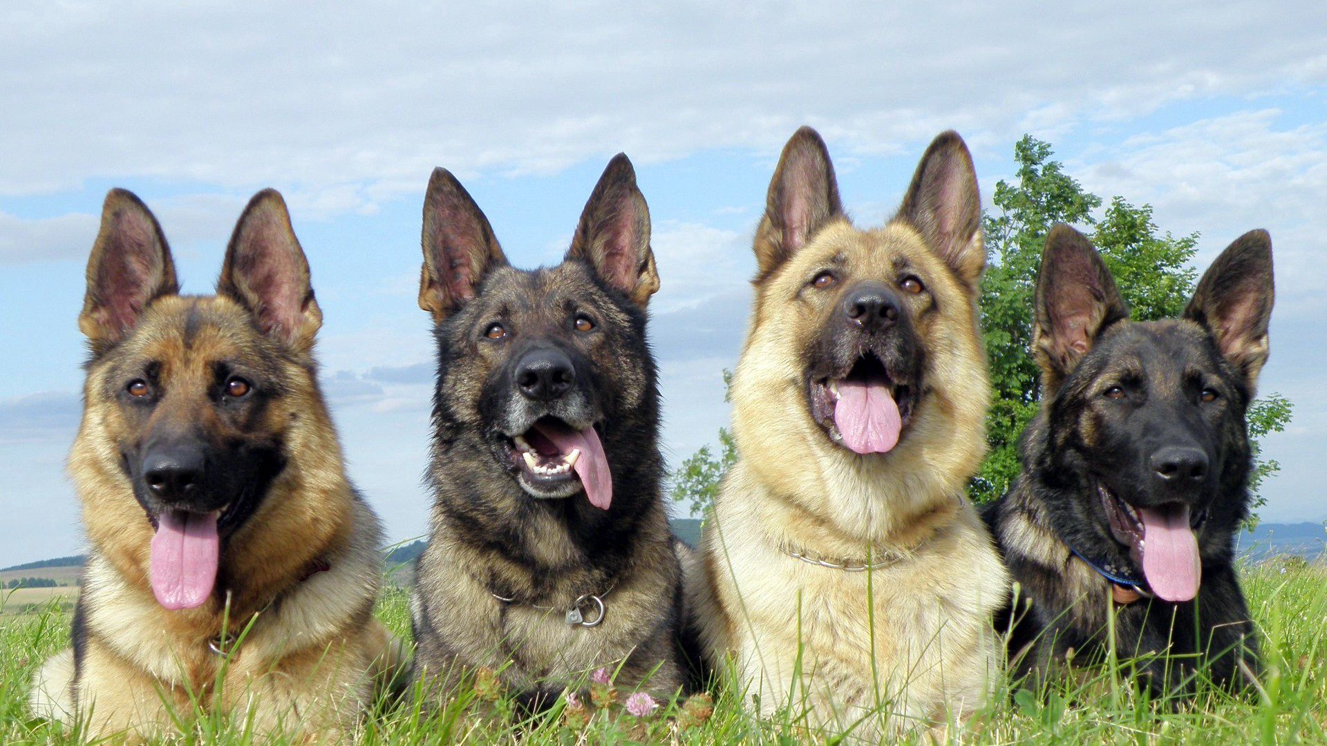 Download wallpaper 1920x1080 dogs, shepherds, set, down, protruding ...