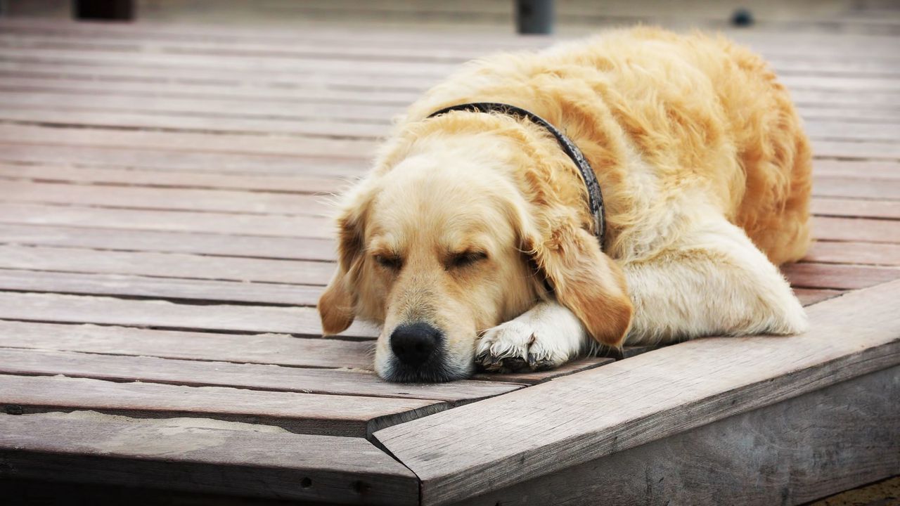 Wallpaper dogs, sleeping, wood floor, rest