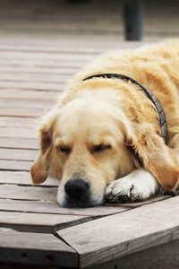 Preview wallpaper dogs, sleeping, wood floor, rest