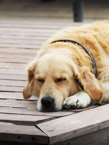 Preview wallpaper dogs, sleeping, wood floor, rest