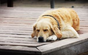 Preview wallpaper dogs, sleeping, wood floor, rest