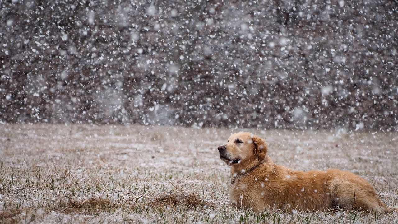 Wallpaper dogs, snow, down, field, labrador