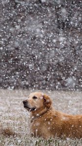 Preview wallpaper dogs, snow, down, field, labrador