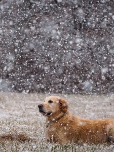 Preview wallpaper dogs, snow, down, field, labrador