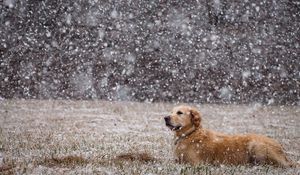 Preview wallpaper dogs, snow, down, field, labrador