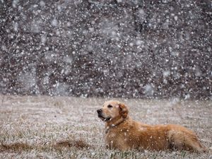 Preview wallpaper dogs, snow, down, field, labrador
