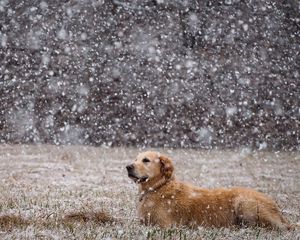 Preview wallpaper dogs, snow, down, field, labrador