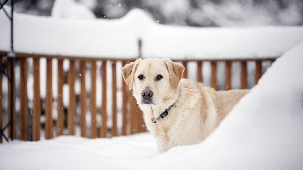 Wallpaper dogs, snow, face, eyes, walk