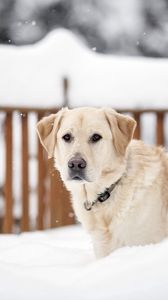 Preview wallpaper dogs, snow, face, eyes, walk