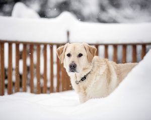 Preview wallpaper dogs, snow, face, eyes, walk