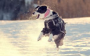Preview wallpaper dogs, snow, jump, walk