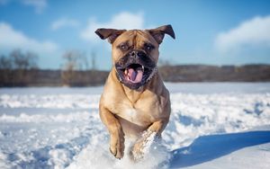 Preview wallpaper dogs, snow, jump