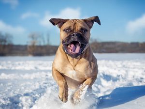 Preview wallpaper dogs, snow, jump