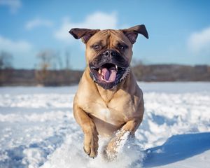 Preview wallpaper dogs, snow, jump