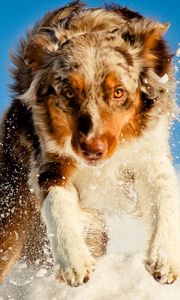 Preview wallpaper dogs, snow, running