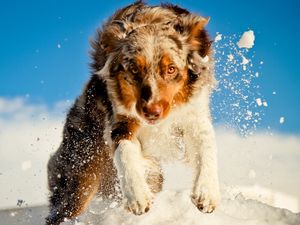 Preview wallpaper dogs, snow, running