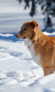 Preview wallpaper dogs, snow, standing, waiting