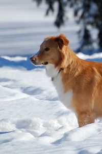 Preview wallpaper dogs, snow, standing, waiting