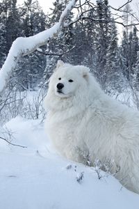 Preview wallpaper dogs, snow, walk