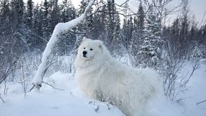 Preview wallpaper dogs, snow, walk