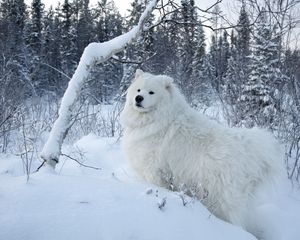 Preview wallpaper dogs, snow, walk