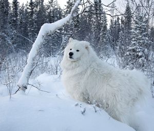 Preview wallpaper dogs, snow, walk