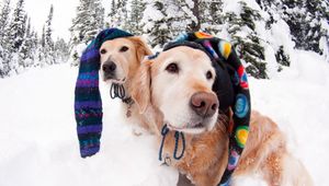 Preview wallpaper dogs, snow, winter, hats