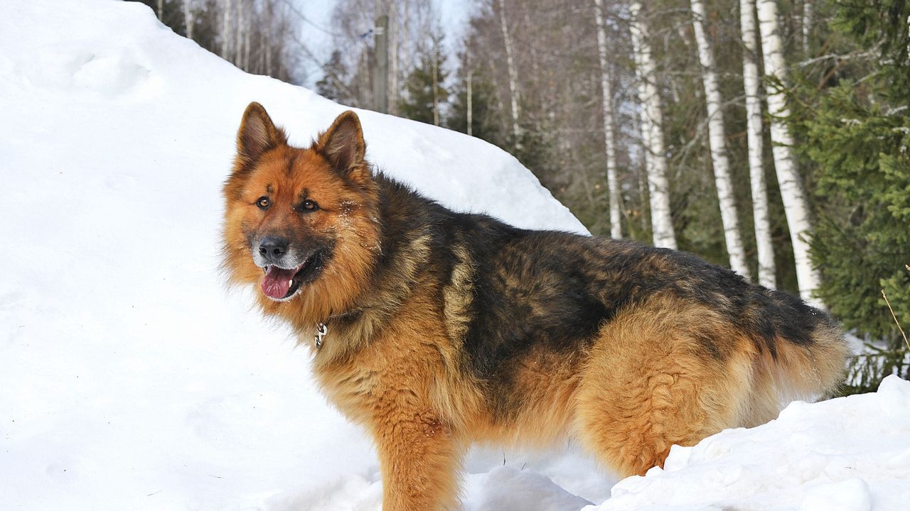 Wallpaper dogs, snow, winter, walk