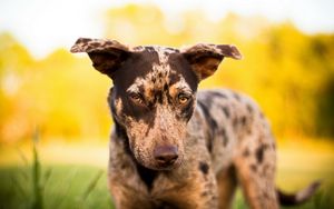 Preview wallpaper dogs, spotted, muzzle, eyes, sadness