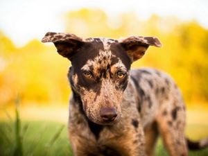 Preview wallpaper dogs, spotted, muzzle, eyes, sadness