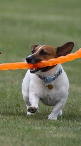 Preview wallpaper dogs, steam, toy, grass, escape