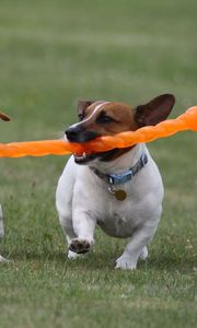 Preview wallpaper dogs, steam, toy, grass, escape