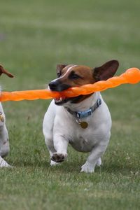 Preview wallpaper dogs, steam, toy, grass, escape