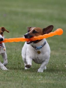 Preview wallpaper dogs, steam, toy, grass, escape