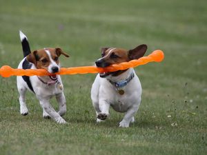 Preview wallpaper dogs, steam, toy, grass, escape