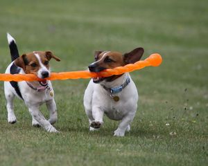 Preview wallpaper dogs, steam, toy, grass, escape