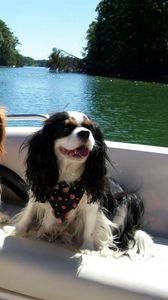 Preview wallpaper dogs, three, boat, river, swim