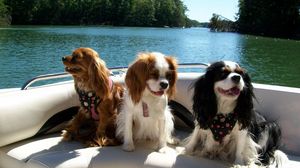 Preview wallpaper dogs, three, boat, river, swim