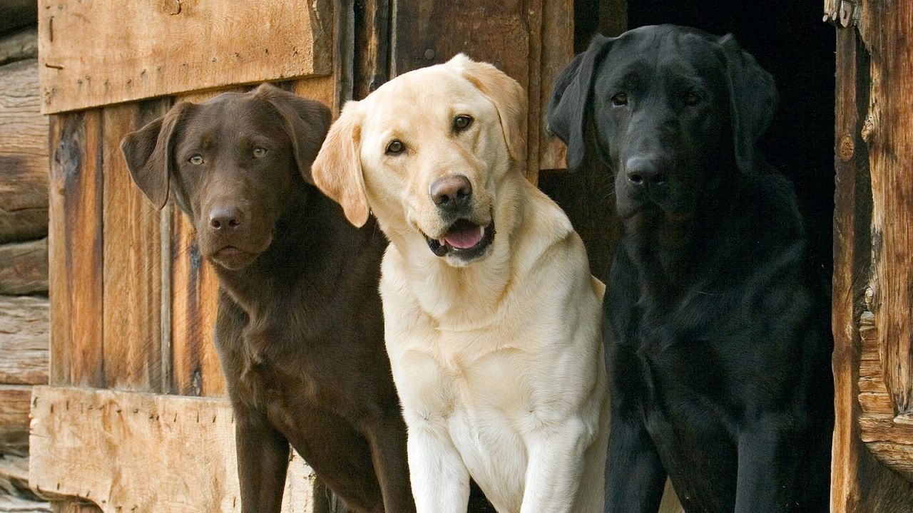 Wallpaper dogs, three, ears, waiting, beautiful