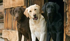 Preview wallpaper dogs, three, ears, waiting, beautiful