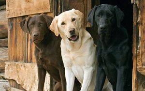 Preview wallpaper dogs, three, ears, waiting, beautiful