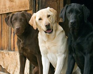 Preview wallpaper dogs, three, ears, waiting, beautiful