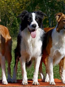 Preview wallpaper dogs, three, fluffy, standing, waiting