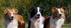 Preview wallpaper dogs, three, fluffy, standing, waiting