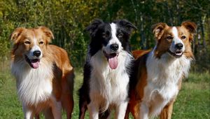 Preview wallpaper dogs, three, fluffy, standing, waiting