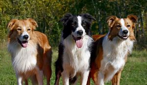 Preview wallpaper dogs, three, fluffy, standing, waiting