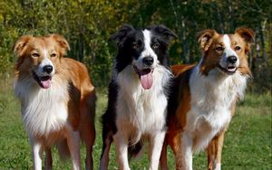 Preview wallpaper dogs, three, fluffy, standing, waiting