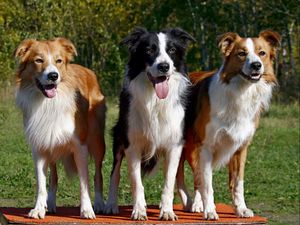 Preview wallpaper dogs, three, fluffy, standing, waiting