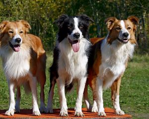 Preview wallpaper dogs, three, fluffy, standing, waiting